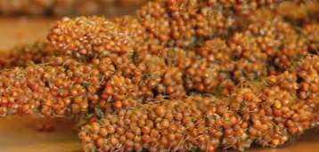 Jarad Panizo en Rama Extra Amarillo 15 kg – Alimento Natural y Nutritivo para Aves