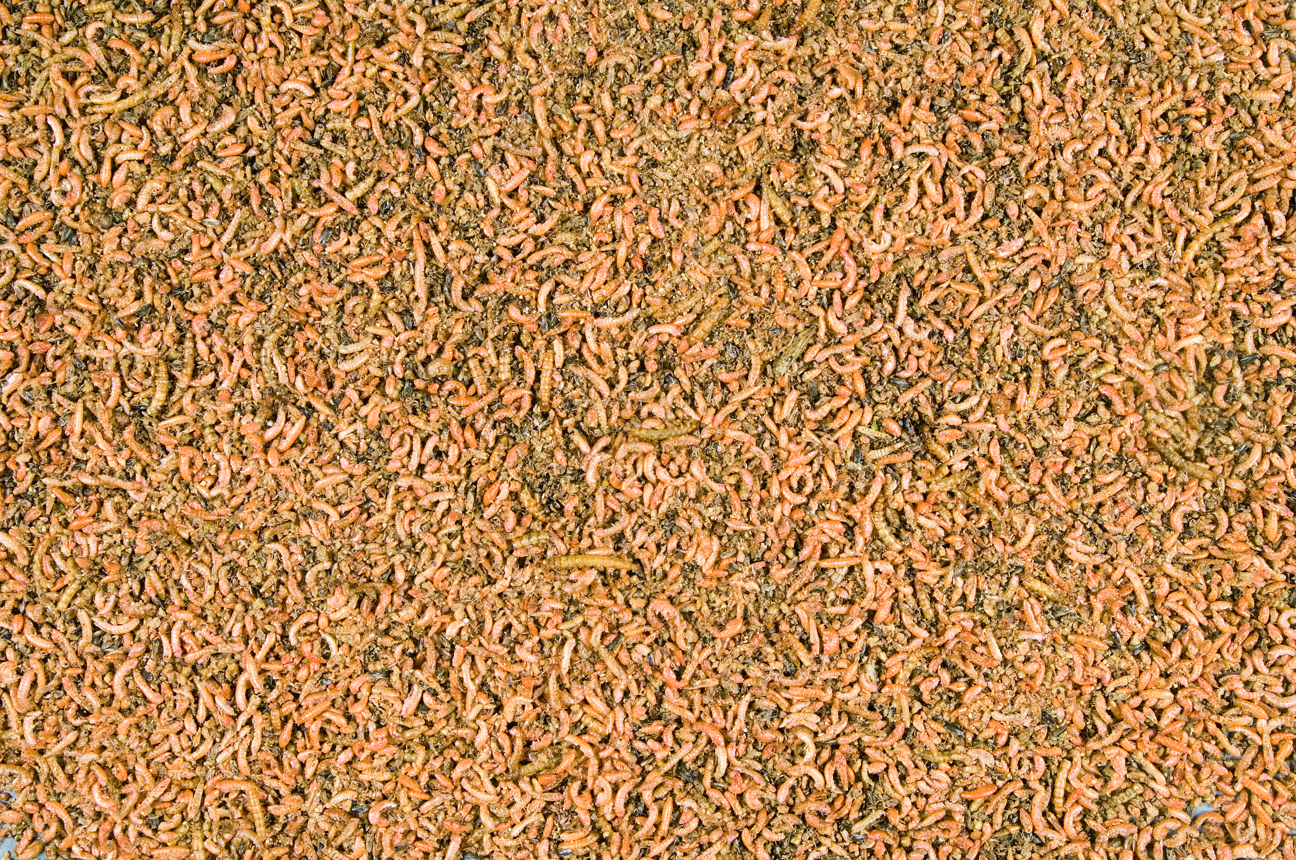 MENU NATURE INSECT MIX 250 G