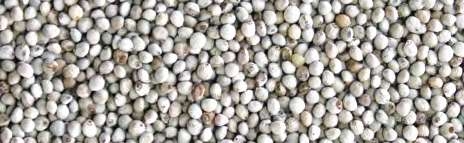 Jarad Perilla Blanca Semilla Rica En Grasas Y En Proteínas Para Pájaros 700 Gr