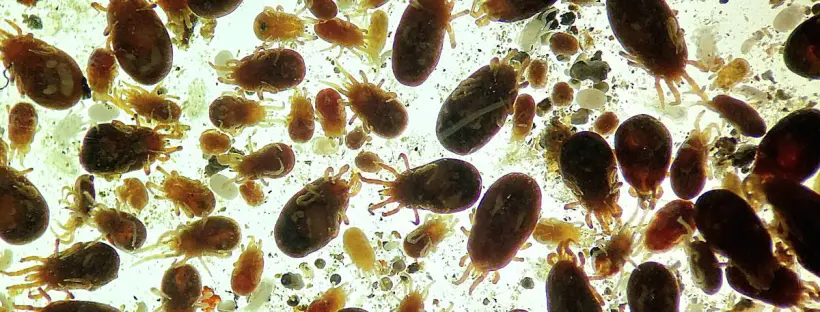 EXZOLT Antiparasitario Eficaz Contra El Ácaro Rojo En Las Aves De Corral  