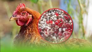 EXZOLT Antiparasitario Eficaz Contra El Ácaro Rojo En Las Aves De Corral  