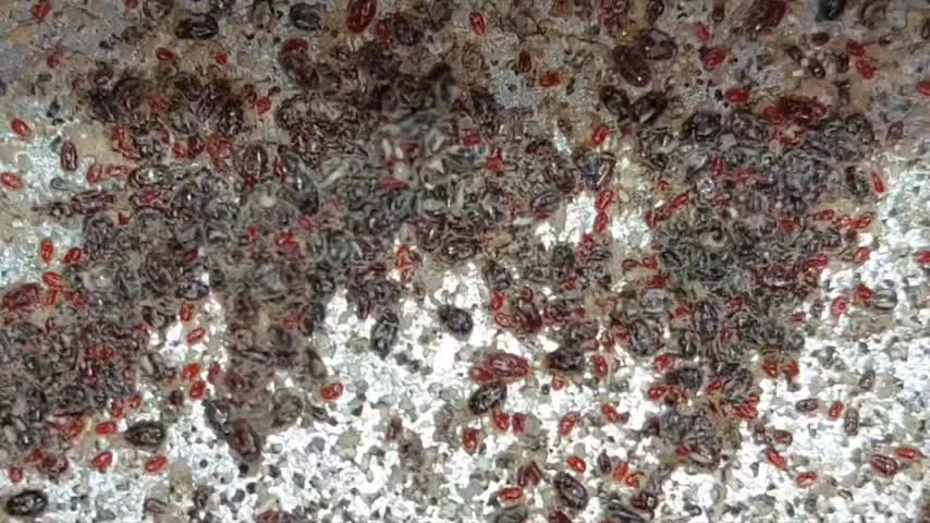 EXZOLT Antiparasitario Eficaz Contra El Ácaro Rojo En Las Aves De Corral  