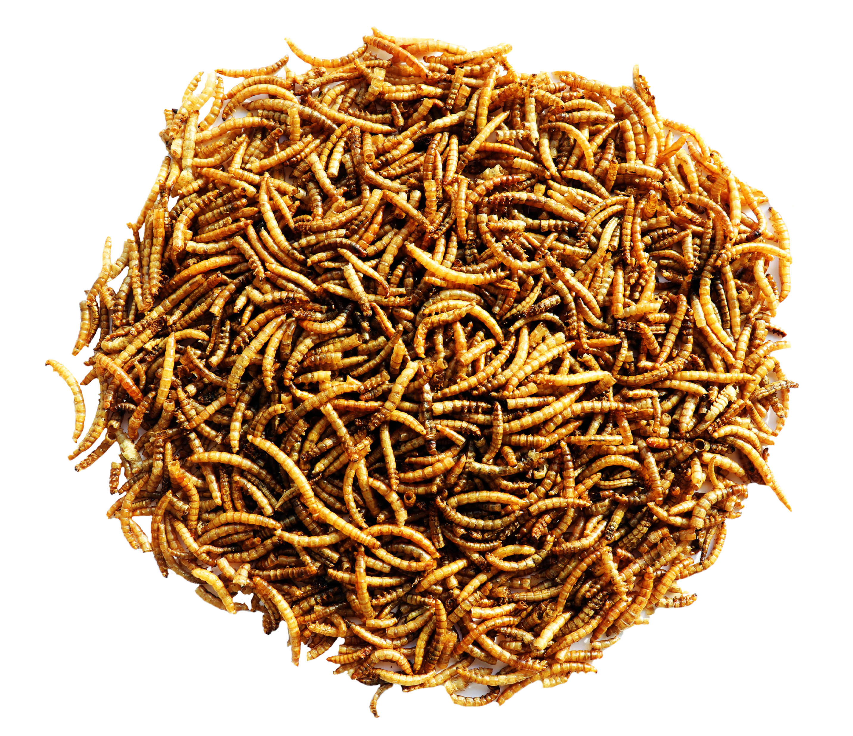 MENU NATURE GUSANOS DE LA HARINA 300 G