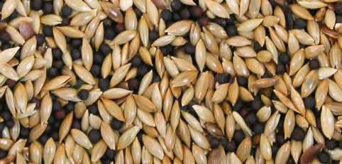 Mixtura Canario Standard sin Avena 25 kg – Alimentación Premium para Canarios y Aves Exóticas

