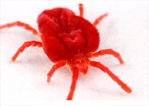 EXZOLT Antiparasitario Eficaz Contra El Ácaro Rojo En Las Aves De Corral  