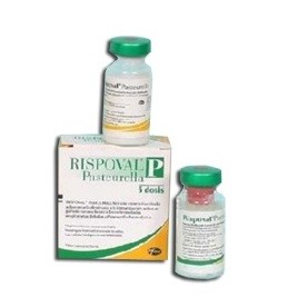 RISPOVAL PASTEURELLA 5 DS