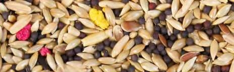 Jarad Active Mixtura Canario 1 kg – Alimento Completo de Semillas Naturales para Canarios Saludables