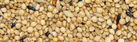 Jarad Active Mixtura Periquitos 1 kg – Alimento Completo de Semillas Premium para Periquitos Saludables