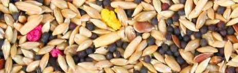 Jarad Alpiste Suprem 25 kg – Alpiste Premium Limpio y Natural para Canarios, Periquitos y Aves de Jaula