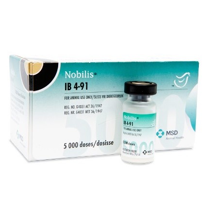 NOBILIS IB PRIMO QX 12X1000 DS