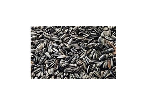 Jarad Pipa Loro 20 kg – Semillas de Girasol Premium para Loros y Cotorras | Energía Natural y Plumaje Saludable