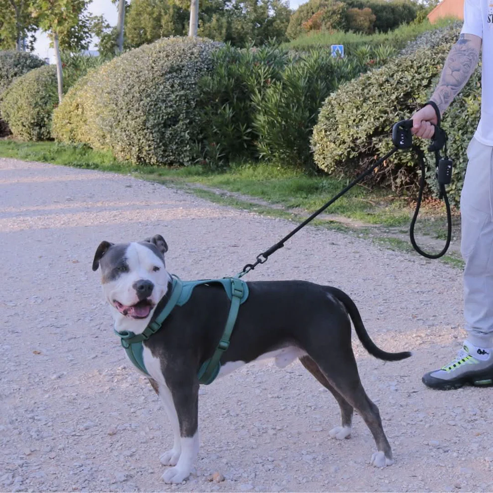 Correa Perro Premium FIXY Antitirones | Control Total y Seguridad | 1,5 m