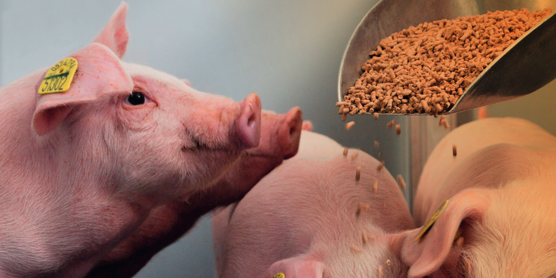 Suplementos nutricionales para la reducción del estrés térmico en porcino