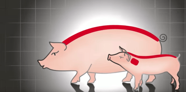 Vídeo de instrucciones del sistema de vacunación IDAL
