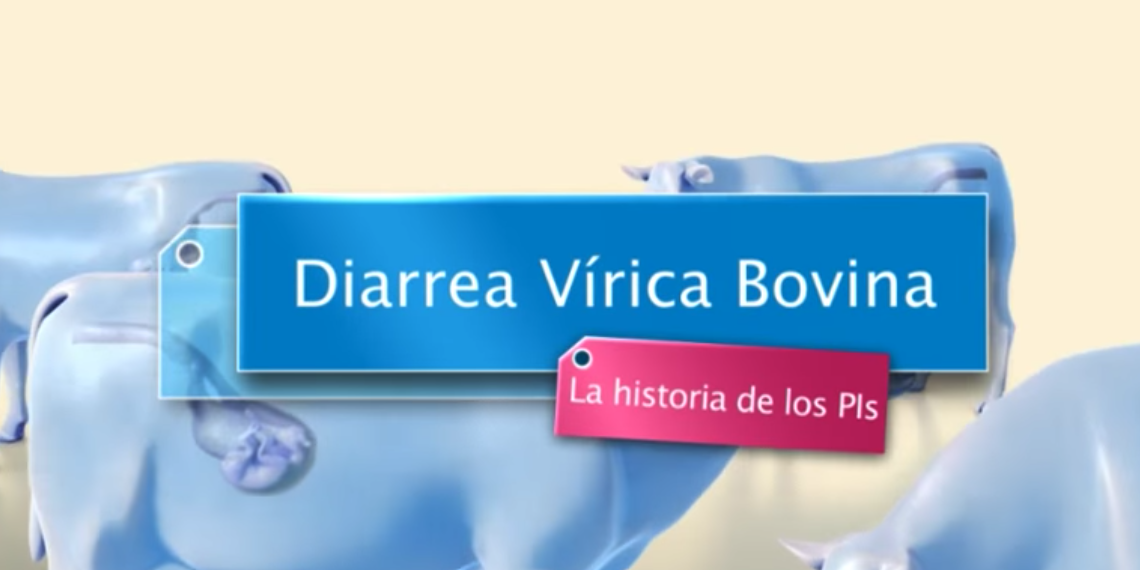 Diarrea Vírica Bovina (BVD), la enfermedad de las mil caras.