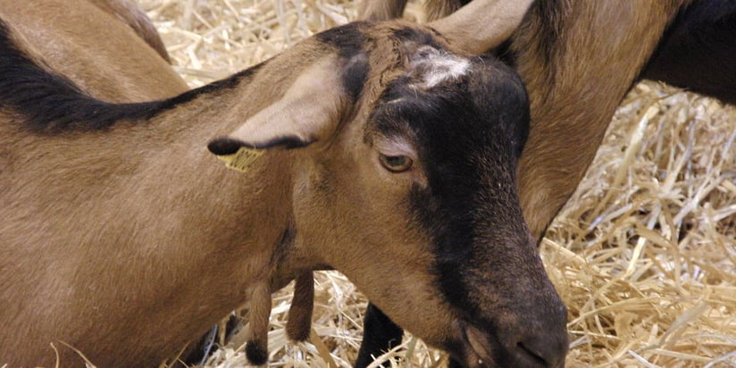 Los resultados de las últimas investigaciones en las que Adisseo ha colaborado nos permiten aumentar la eficiencia del racionamiento con aminoácidos en rumiantes