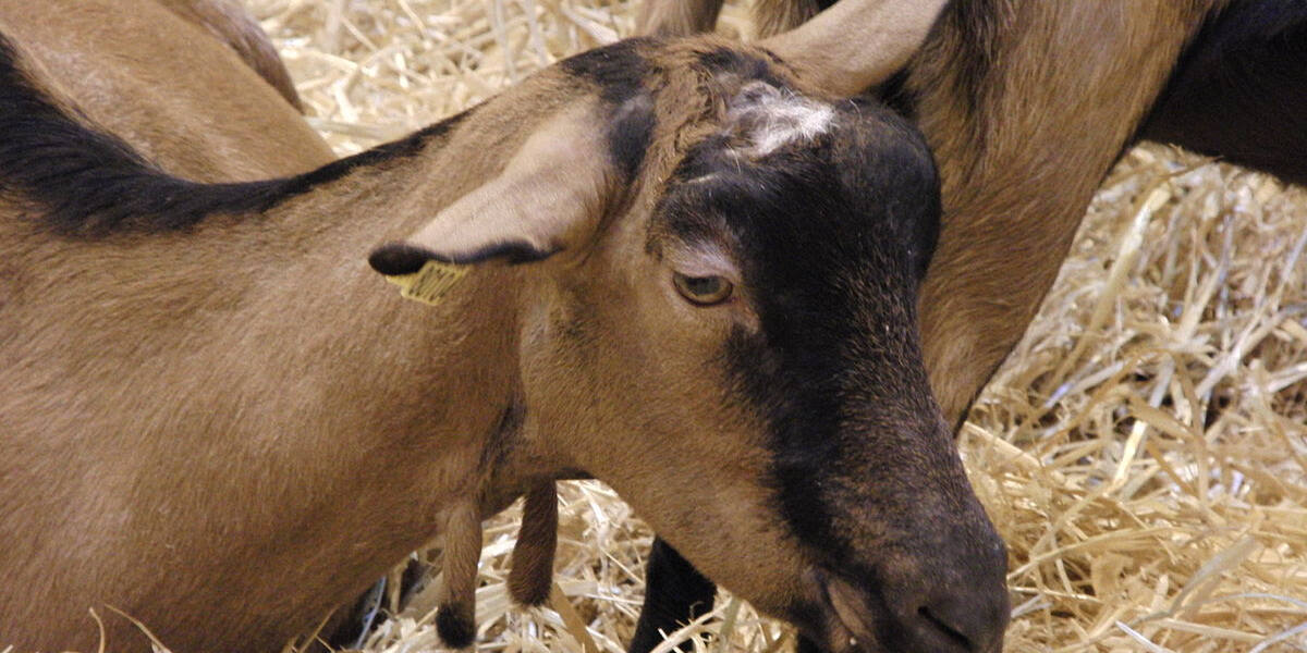 Los resultados de las últimas investigaciones en las que Adisseo ha colaborado nos permiten aumentar la eficiencia del racionamiento con aminoácidos en rumiantes