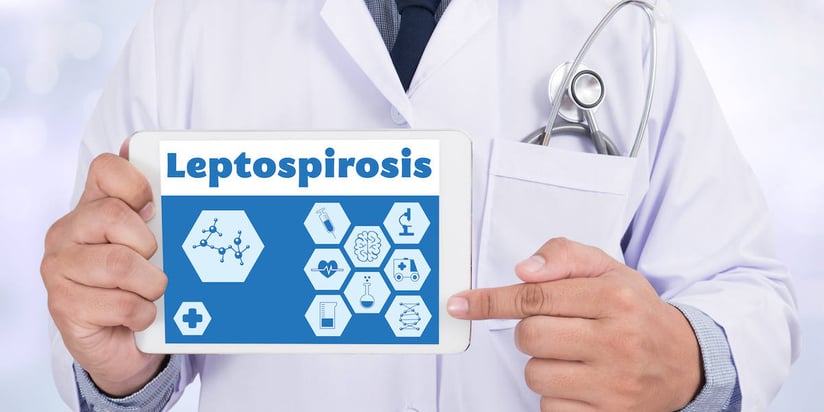 ¿Qué es la Leptospirosis y cómo se trata?