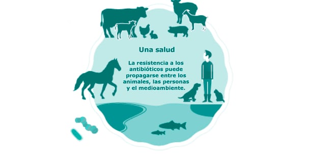 Clasificación de los antibióticos para uso en animales