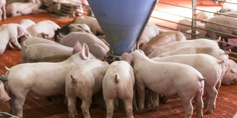 PUBLICACIÓN DEFINITIVA DEL REGLAMENTO EUROPEO DE PIENSOS MEDICAMENTOSOS Y MEDICAMENTOS VETERINARIOS
