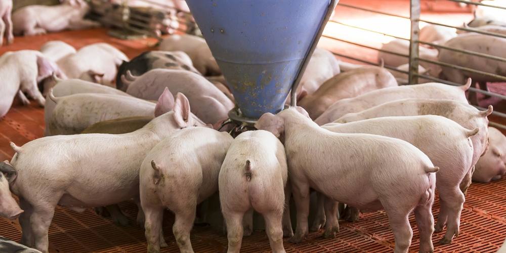 PUBLICACIÓN DEFINITIVA DEL REGLAMENTO EUROPEO DE PIENSOS MEDICAMENTOSOS Y MEDICAMENTOS VETERINARIOS
