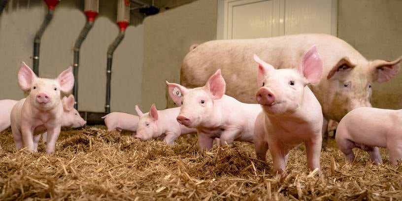 Fallos reproductivos debidos a Leptospira
