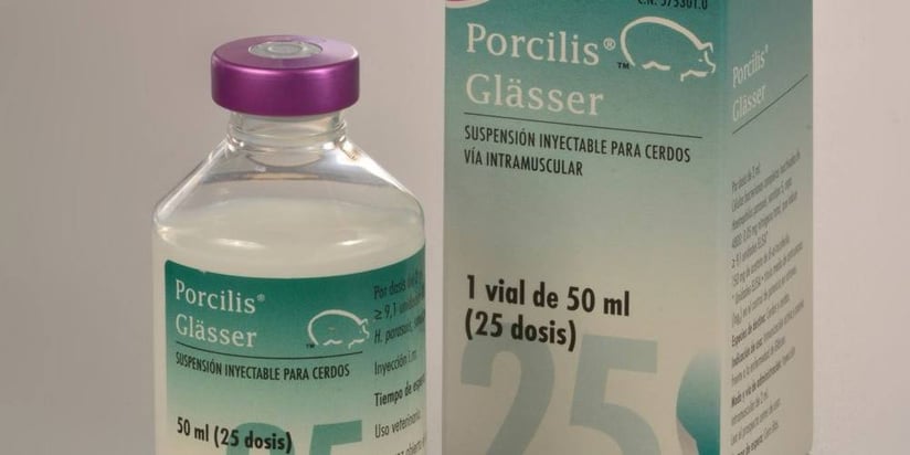 Porcilis GLÄSSER, para cerdas y lechones