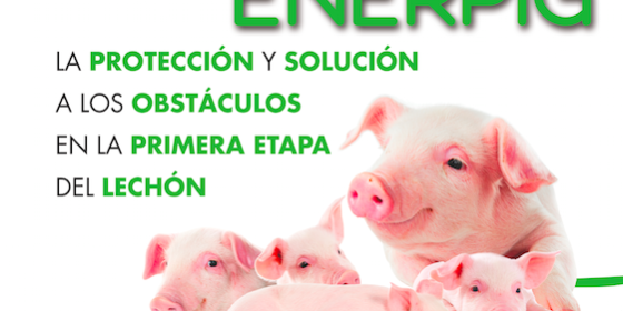 ENERPIG® La protección y solución a los obstáculos en la primera etapa del lechón.