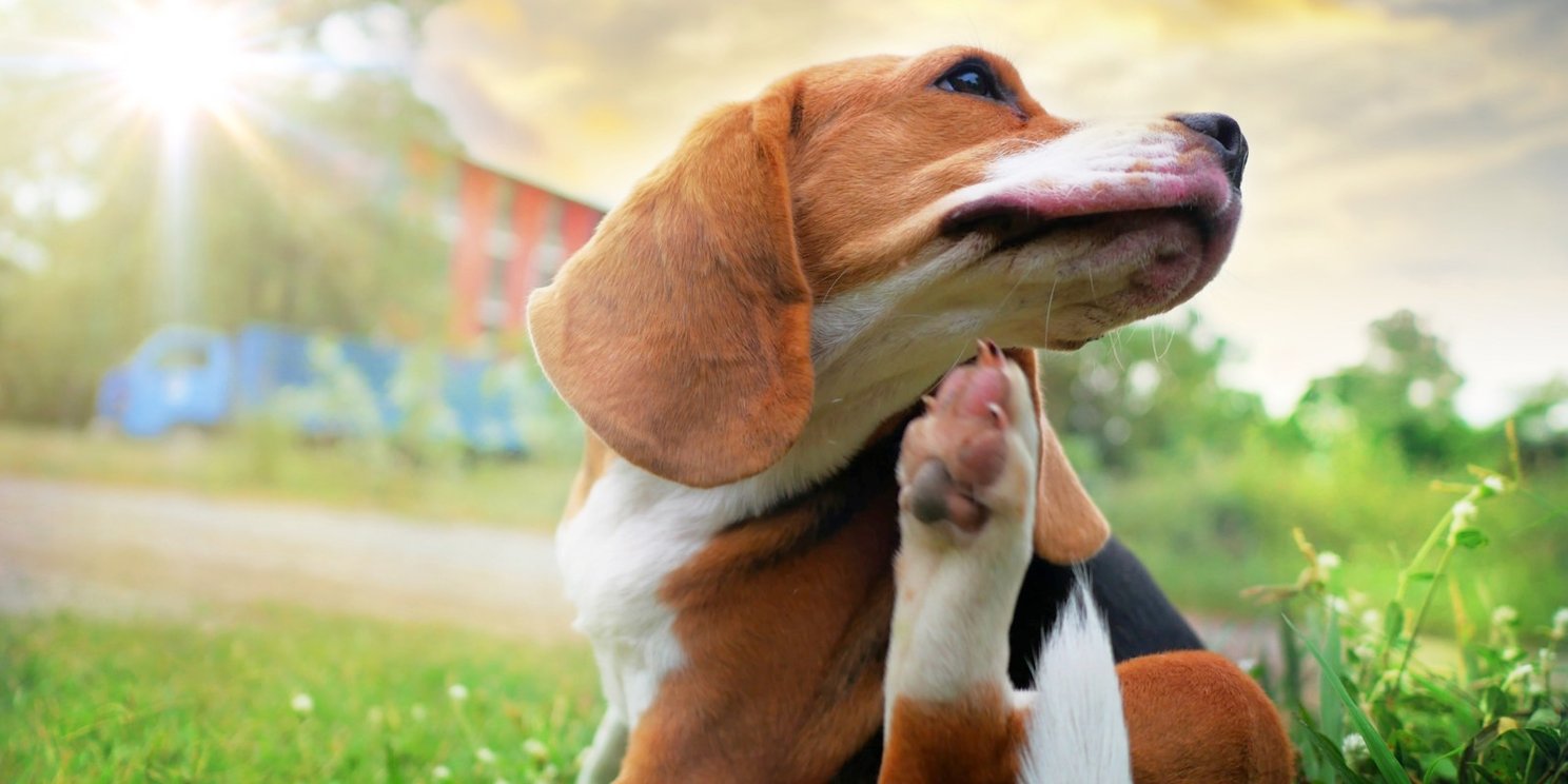 ¿Qué es la leishmaniosis canina?