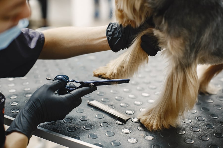 Sector - Peluquerías caninas