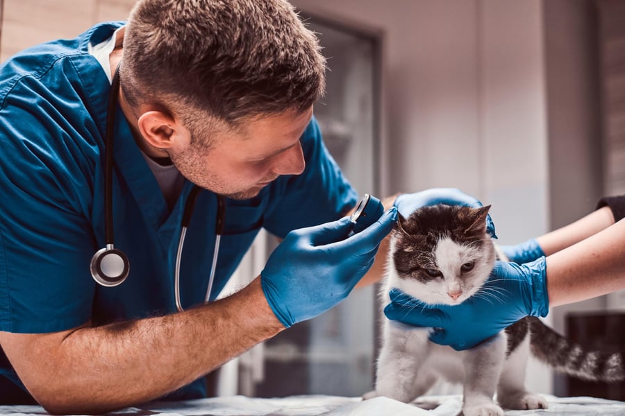 Sector - Veterinarios