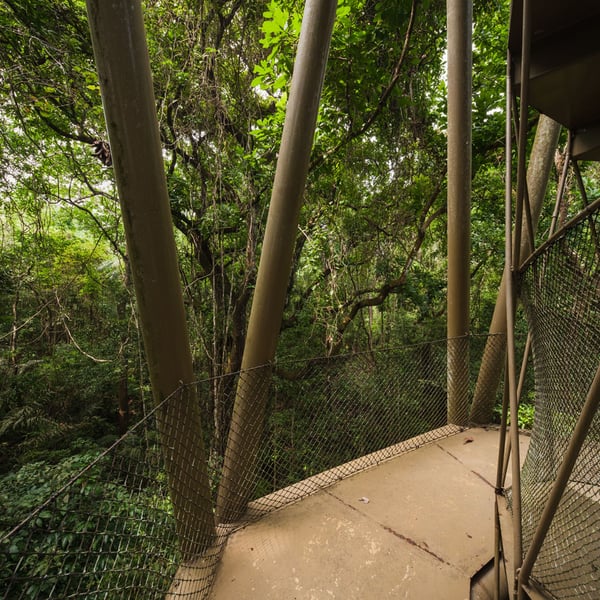 Centro de Visitantes y Torre de Observación en la Selva