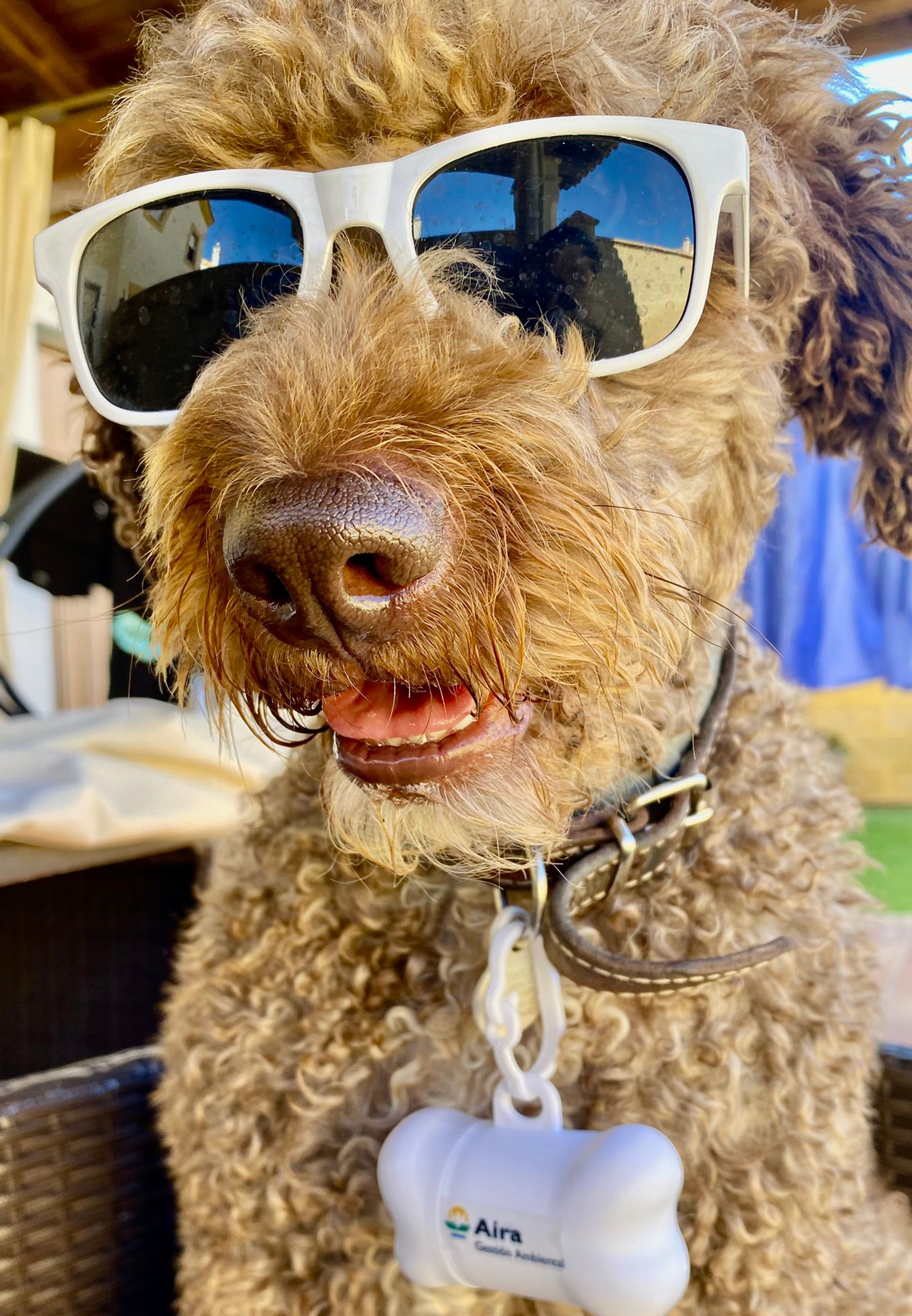 Nueva campaña de Aira Gestión Ambiental para sensibilizar a los dueños de mascotas con una Alcalá más limpia