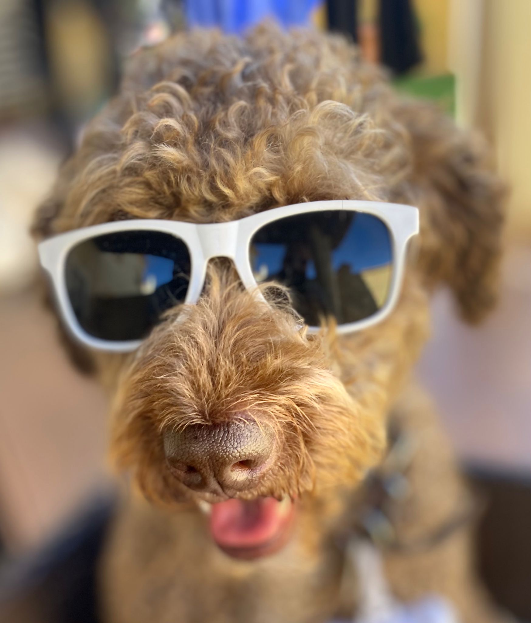 Nueva campaña de Aira Gestión Ambiental para sensibilizar a los dueños de mascotas con una Alcalá más limpia