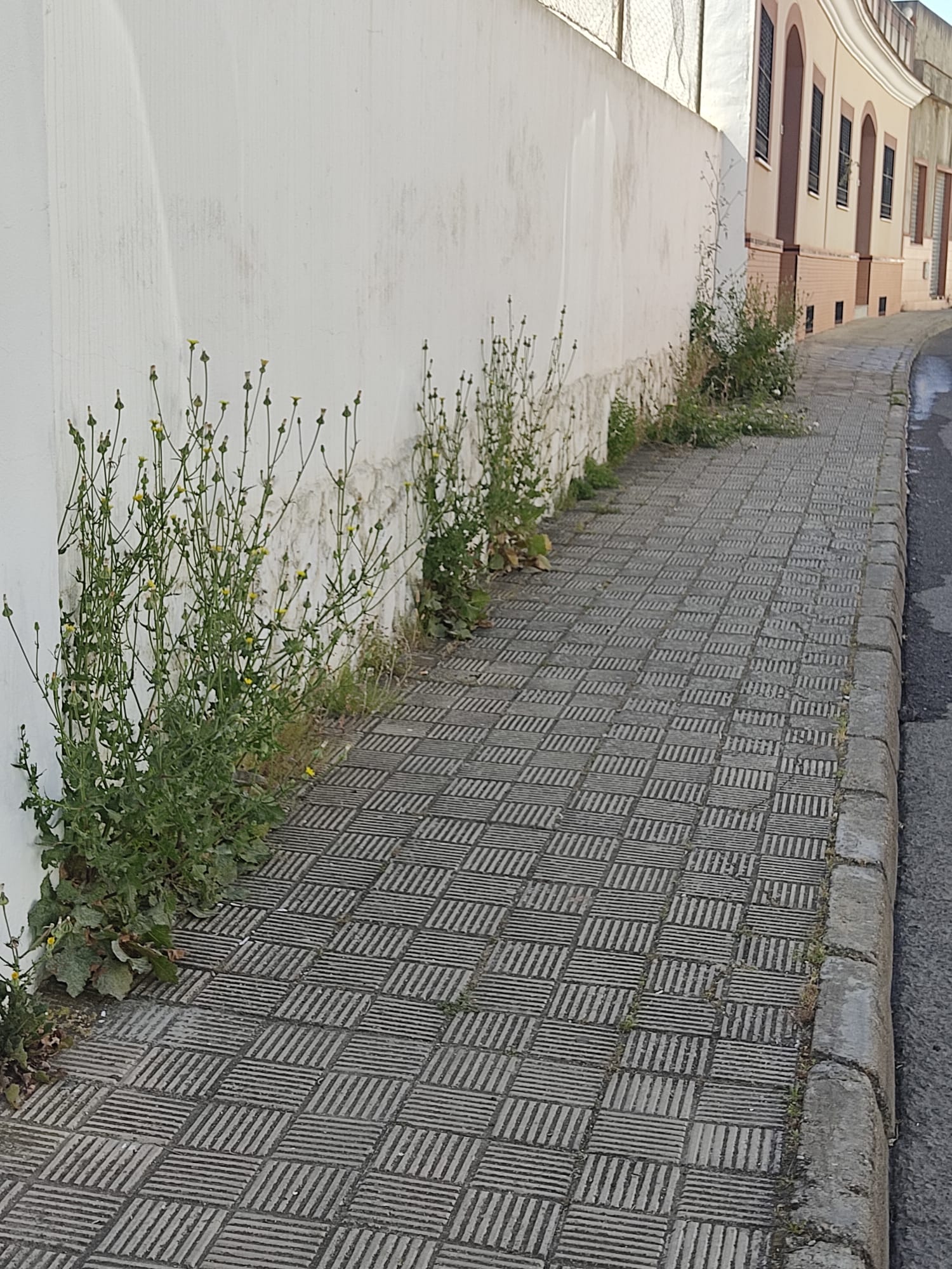 Aira inicia una nueva actuación para la eliminación de malas hierbas en las vías públicas de Alcalá de Guadaíra