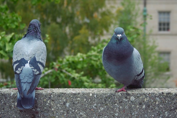 Introducción a la Coccidiosis en Animales: Síntomas, Tratamiento y Prevención