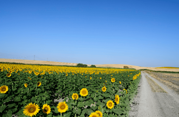 La Gironda I