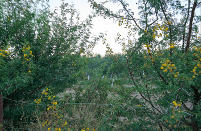 Galería