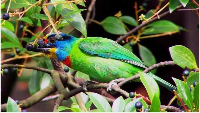 Los países prometen proteger un tercio del planeta para frenar las extinciones masivas