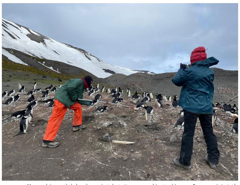 Centinelas en el fin del mundo: los pingüinos son los primeros en sufrir la emergencia climática