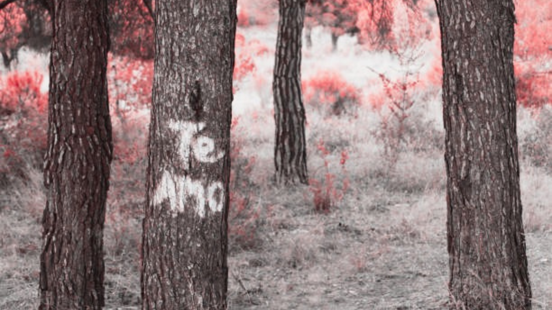 LOS ARBOLES NUESTROS GRANDES ALIADOS