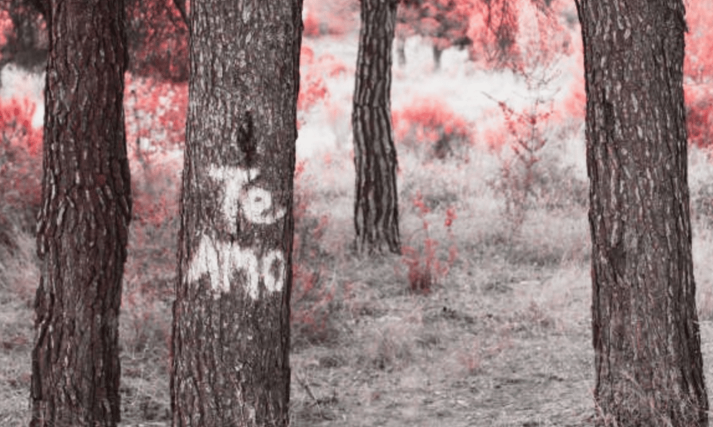 LOS ARBOLES NUESTROS GRANDES ALIADOS