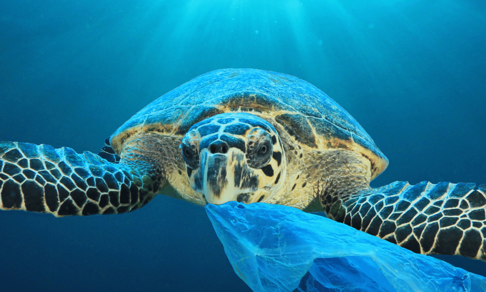 | El 92% de las tortugas marinas del Mediterráneo ocultan plásticos en su aparato digestivo