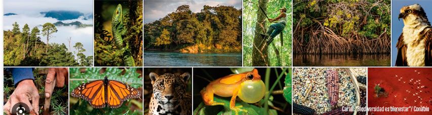 El Gobierno destinará 2 millones a ocho proyectos de investigación sobre gestión de la biodiversidad marina y terrestre