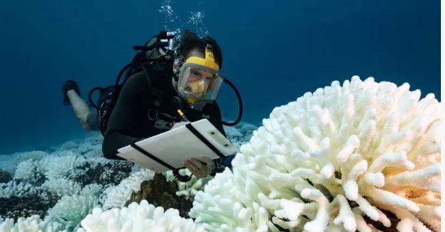 Los gráficos que muestran el calentamiento récord de los océanos y sus consecuencias para el planeta.