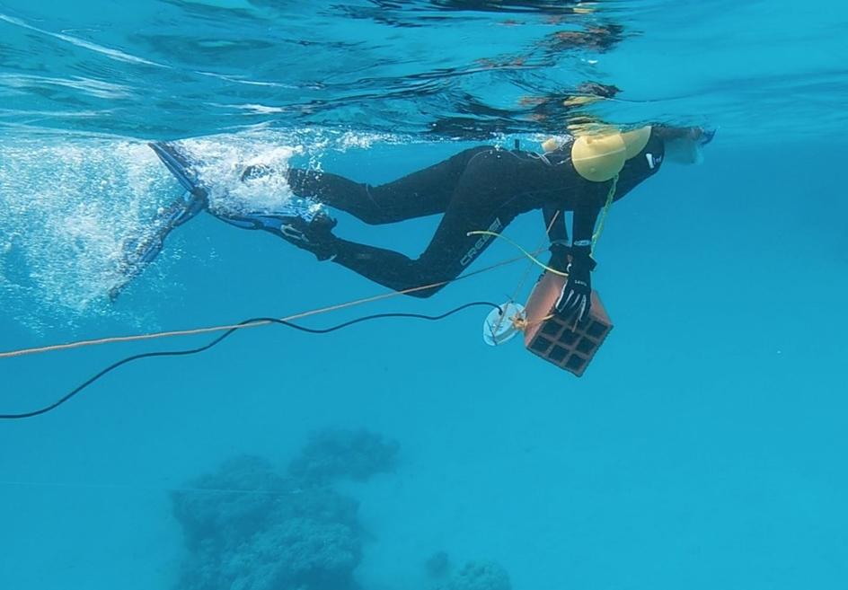 Día Mundial de los Océanos, el ruido que sufren los peces en el océano