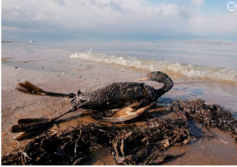 Más de un millón de especies en peligro y la biodiversidad deteriorada: así ha influido la humanidad en el medio ambiente