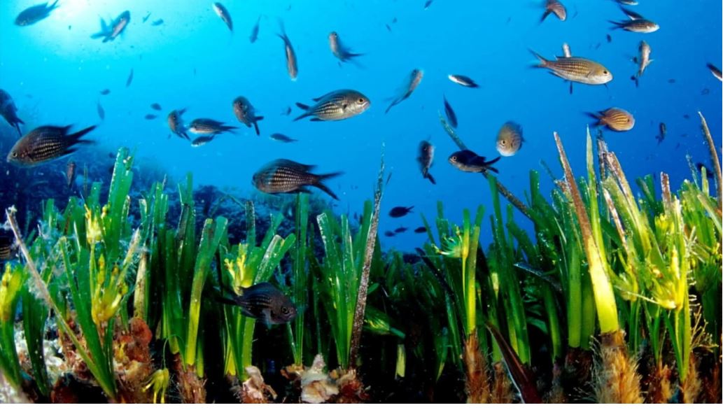 La pradera de posidonia, el ser vivo más extenso y longevo de todo el planeta, está en peligro de desaparición